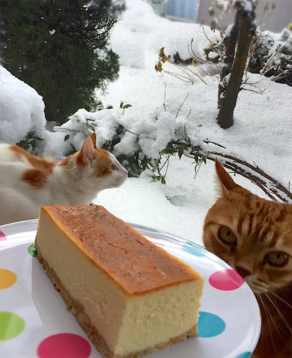 大雪でした。アトリエタタンのニューヨークチーズケーキ🧀|さくらんぼさん