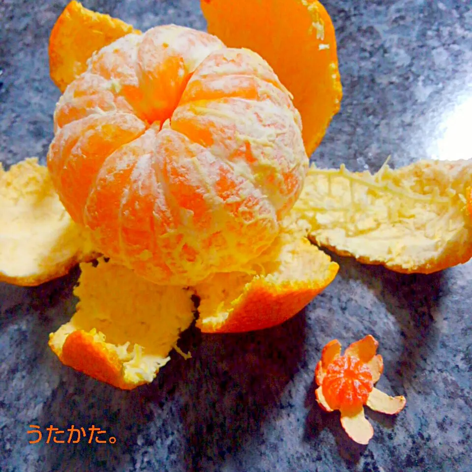 有田みかんとミニチュアみかん🍊|うたかた。さん