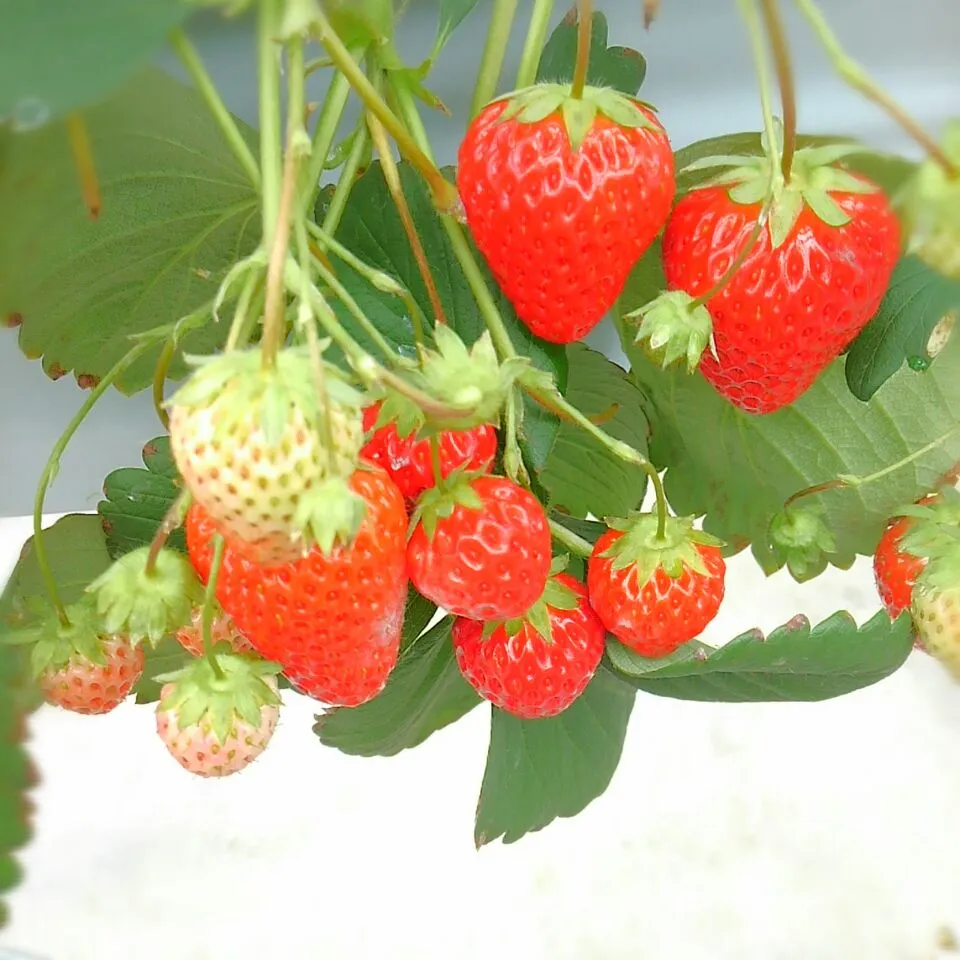 🍓いちご🍓|みるくここあさん