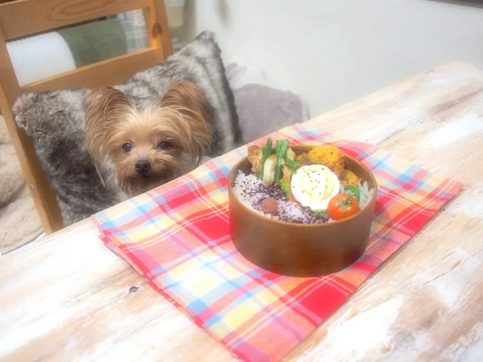 チキンカレーカツレツ弁当&うるる🐶|nana*さん