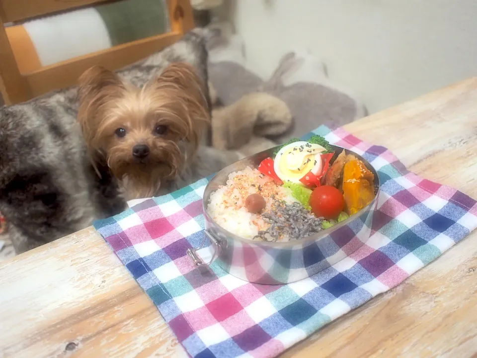 鶏むね肉のコロコロマヨポンチキン照り焼き弁当&うるる🐶|nana*さん