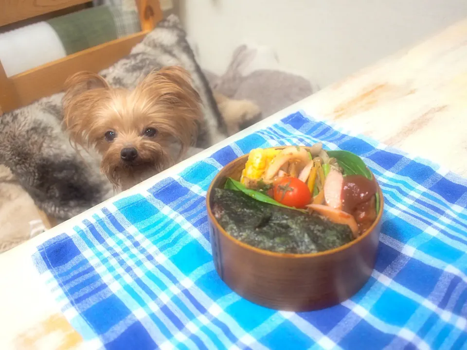 ハンバーグ弁当&うるる🐶|nana*さん