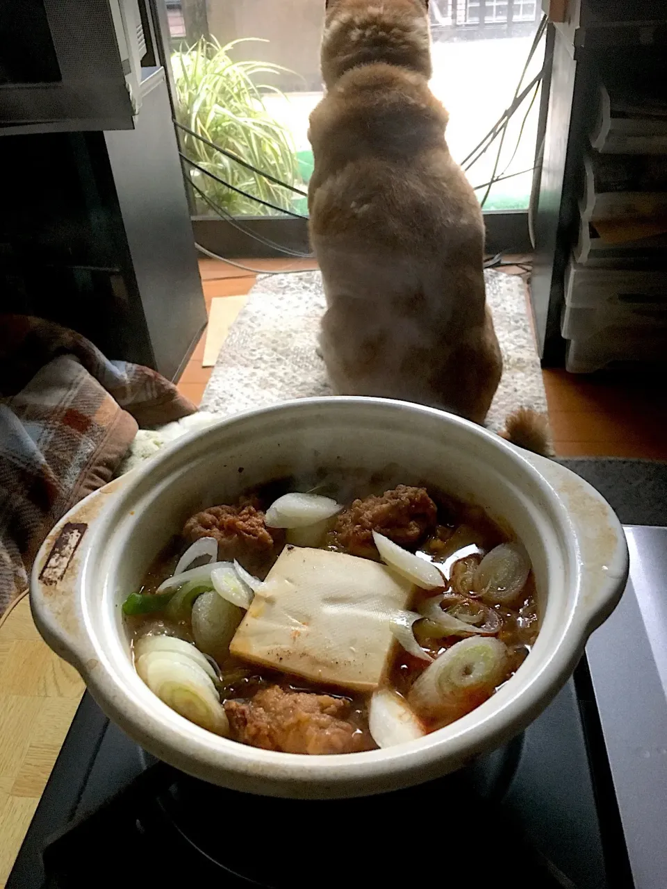 夜勤明け積雪予報で鳥唐揚げ鍋に・心配そうに窓越しを眺める柴犬|Tarou  Masayukiさん