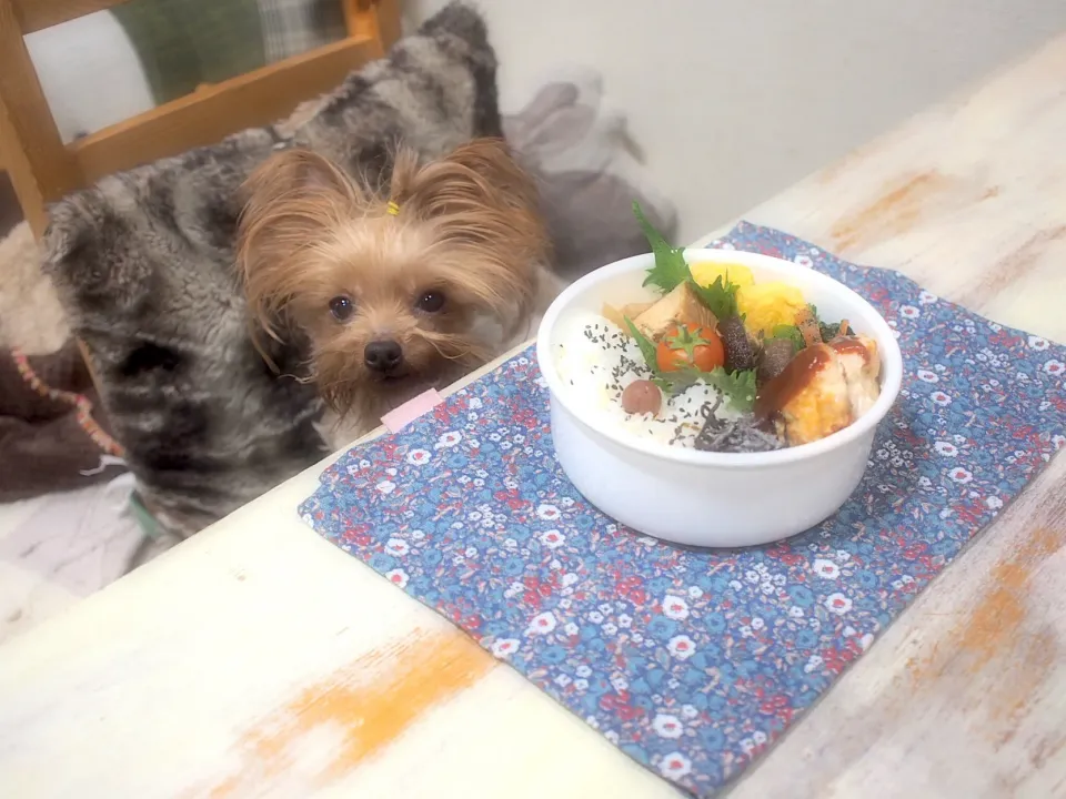 鶏肉とチーズの丸め焼き弁当&うるる🐶|nana*さん