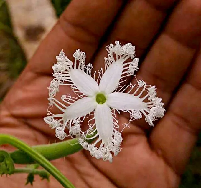 snake gourd flower|CHUENCHAIさん