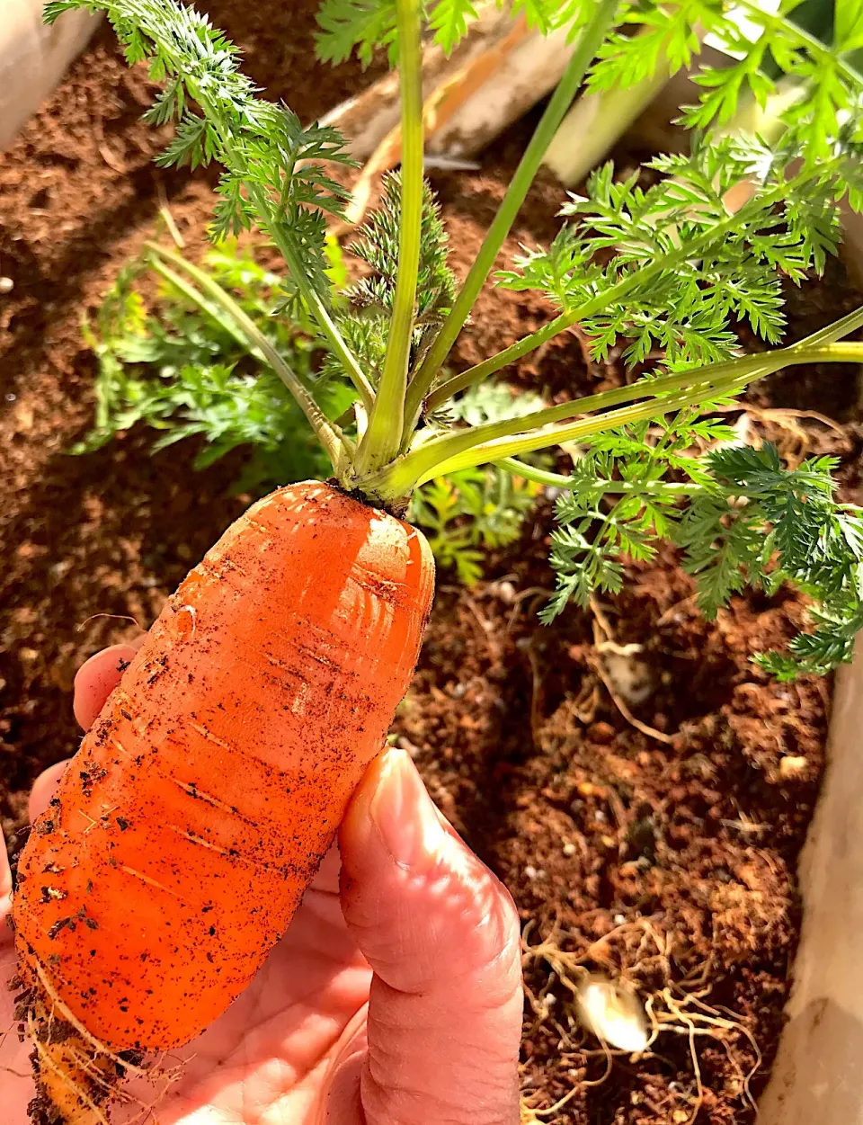 ベランダ プランター人参収穫🥕|シュトママさん