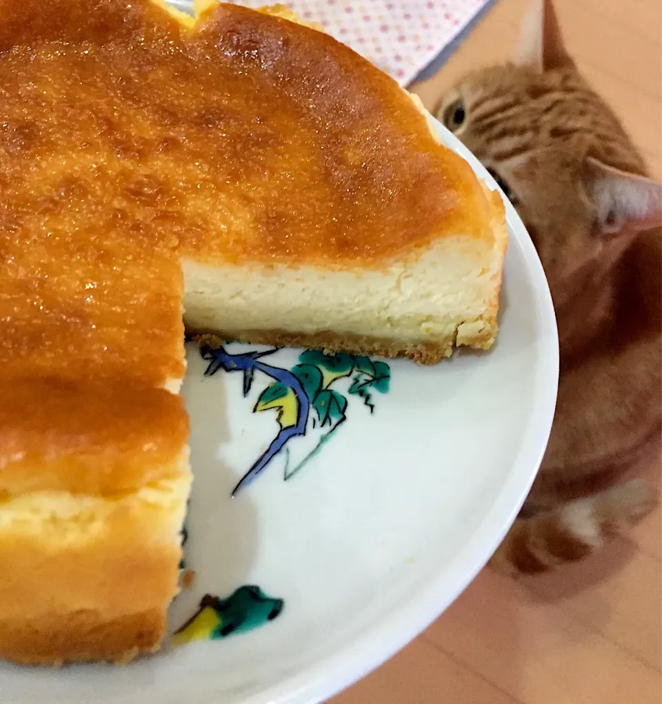 和歌山県産🍋たっぷりのチーズケーキ|さくらんぼさん