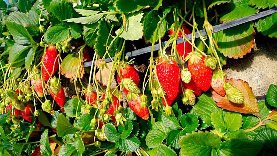 🍓静岡でイチゴ狩り🍓|じょうさん