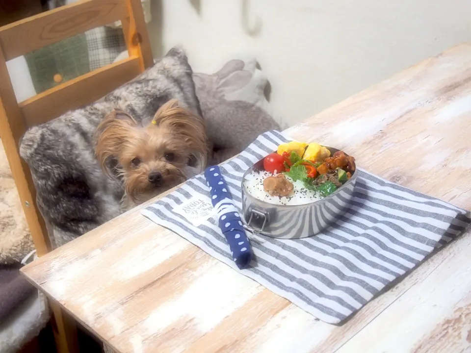 Snapdishの料理写真:ポークチャップ弁当&うるる🐶|nana*さん