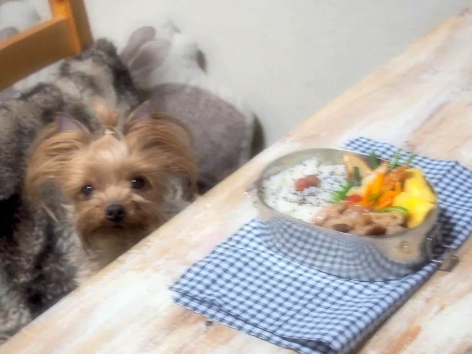 豚肉のカリカリ焼き甘辛絡め弁当&うるる🐶|nana*さん