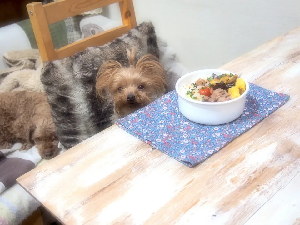 豚こまのしぐれ煮弁当&うるる🐶|nana*さん