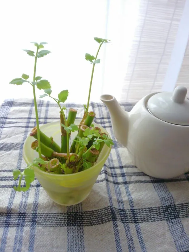 🌱　芹　金運アップ　するかな|みるくここあさん