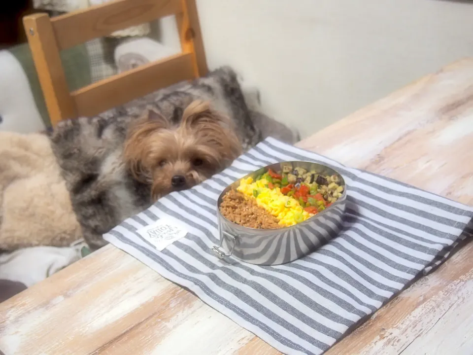 鶏そぼろ丼弁当&うるる🐶|nana*さん