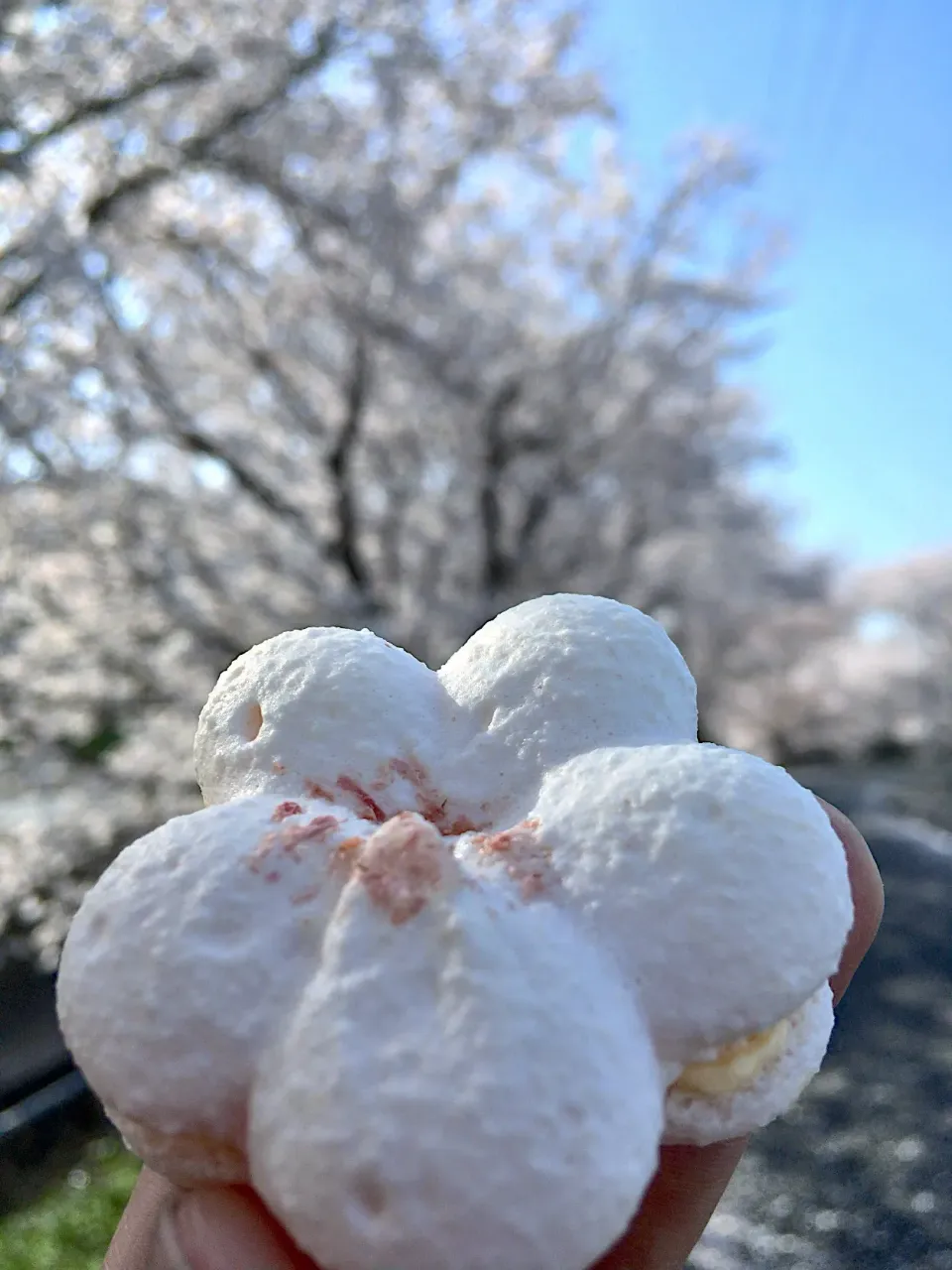 桜マカロン  #さくら  #マカロン #卯屋|ダンディ☆和田さん