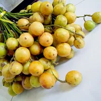 Kepundung... 
one of oriental fruits....

#indonesianfruis|Mutiara Ulyaさん