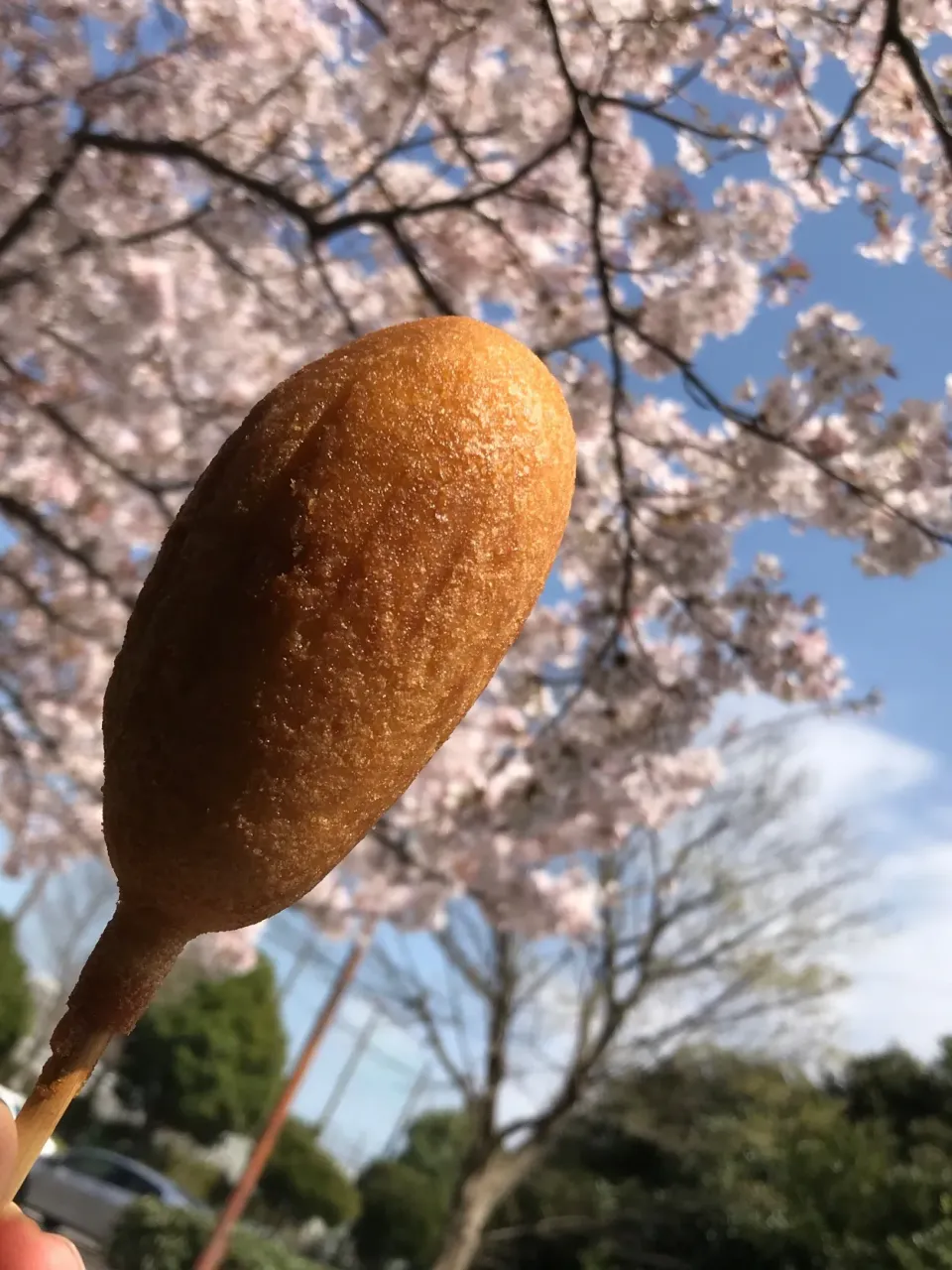 ご近所さんとお散歩のアメリカンドッグでお花見🌸|シュトママさん