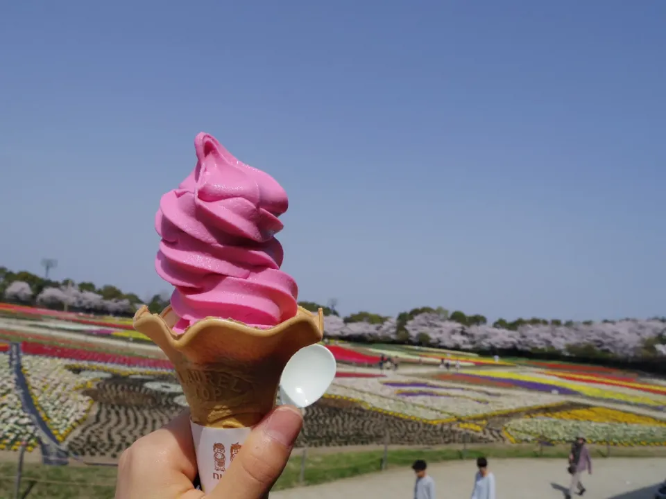 チューリップソフト🌷🍦|宙まめさん