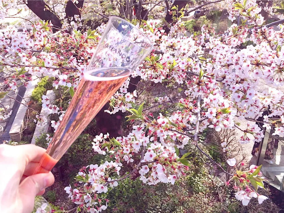 Snapdishの料理写真:Chandon Rose 🥂🌸✨|leeさん