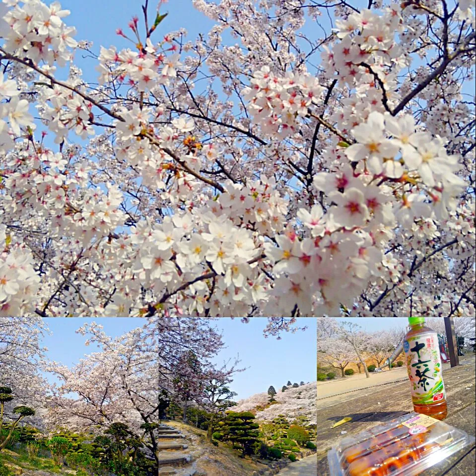 Snapdishの料理写真:お花見で花より団子🍡|うたかた。さん