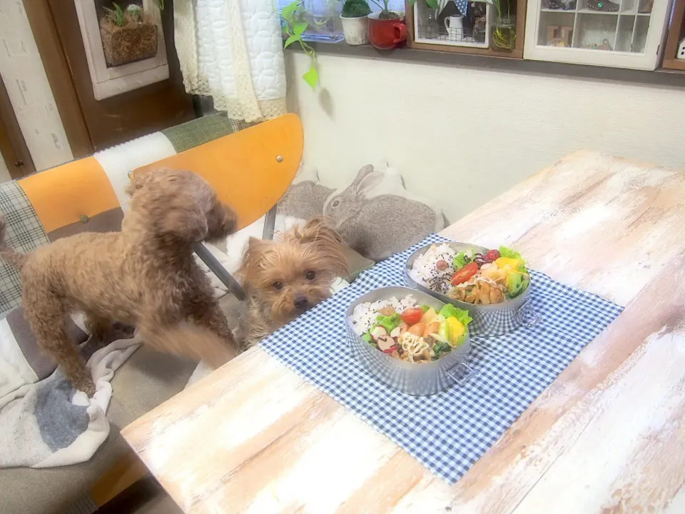 豚肉の照り照り焼き弁当&うるる🐶|nana*さん