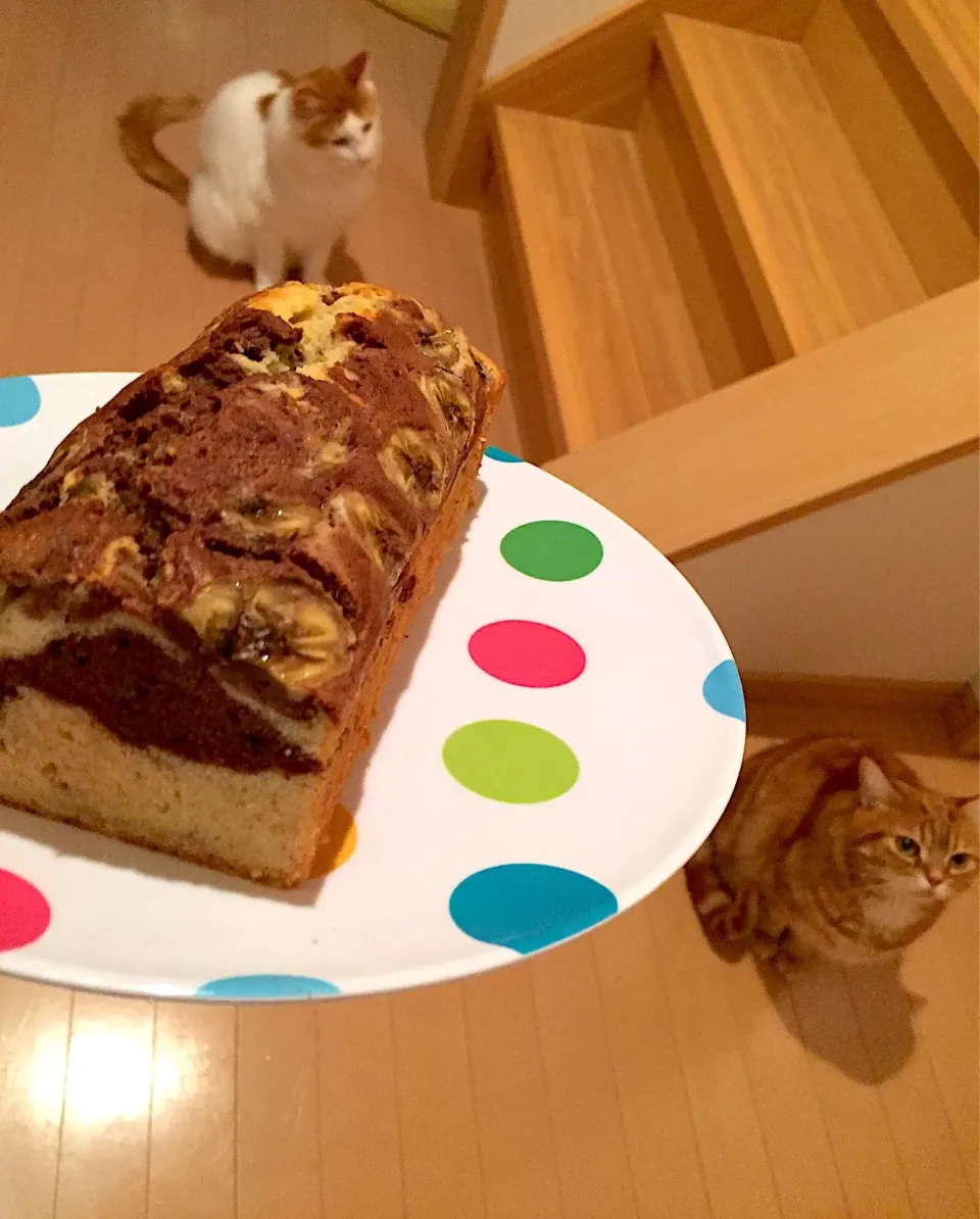 今日も仲良くバナナケーキ🍌🍫😽|さくらんぼさん