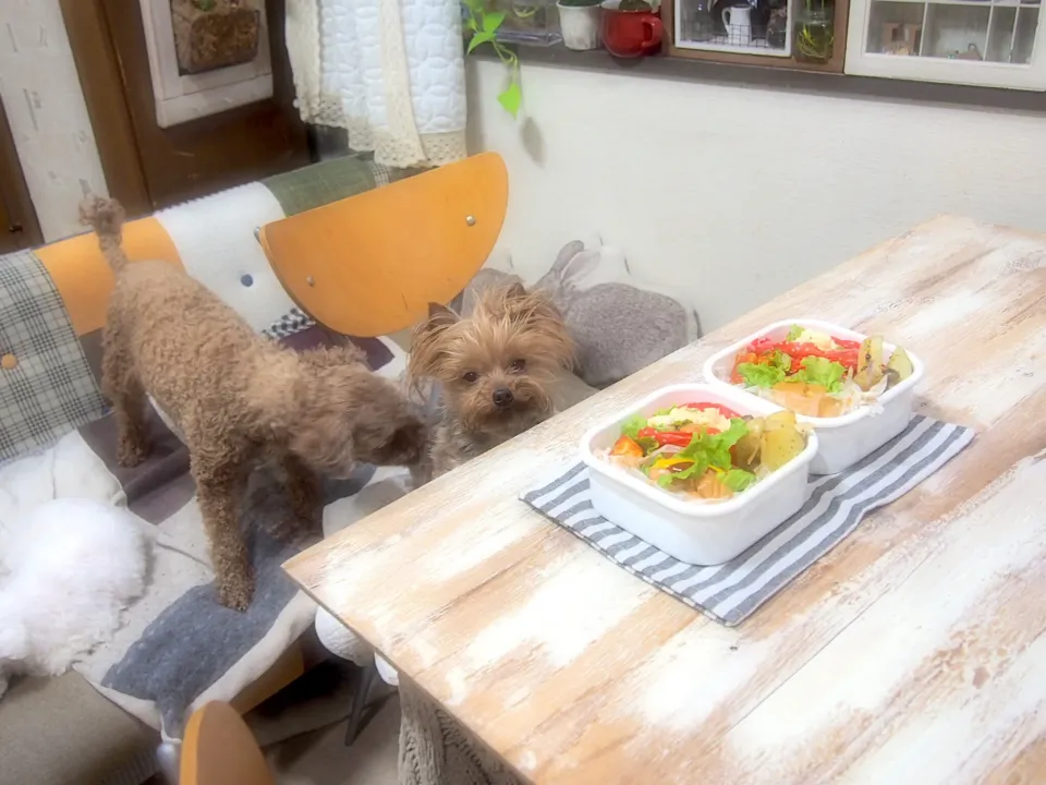 Snapdishの料理写真:ホットドッグ弁当&うるる🐶|nana*さん