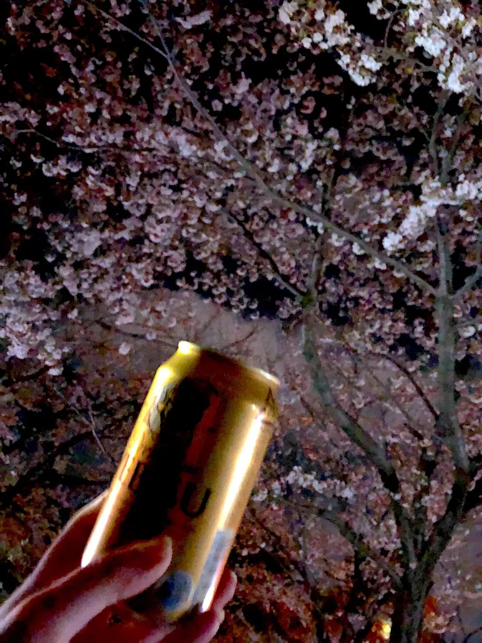 今年最後の夜桜と🍻🌸|Perritoさん