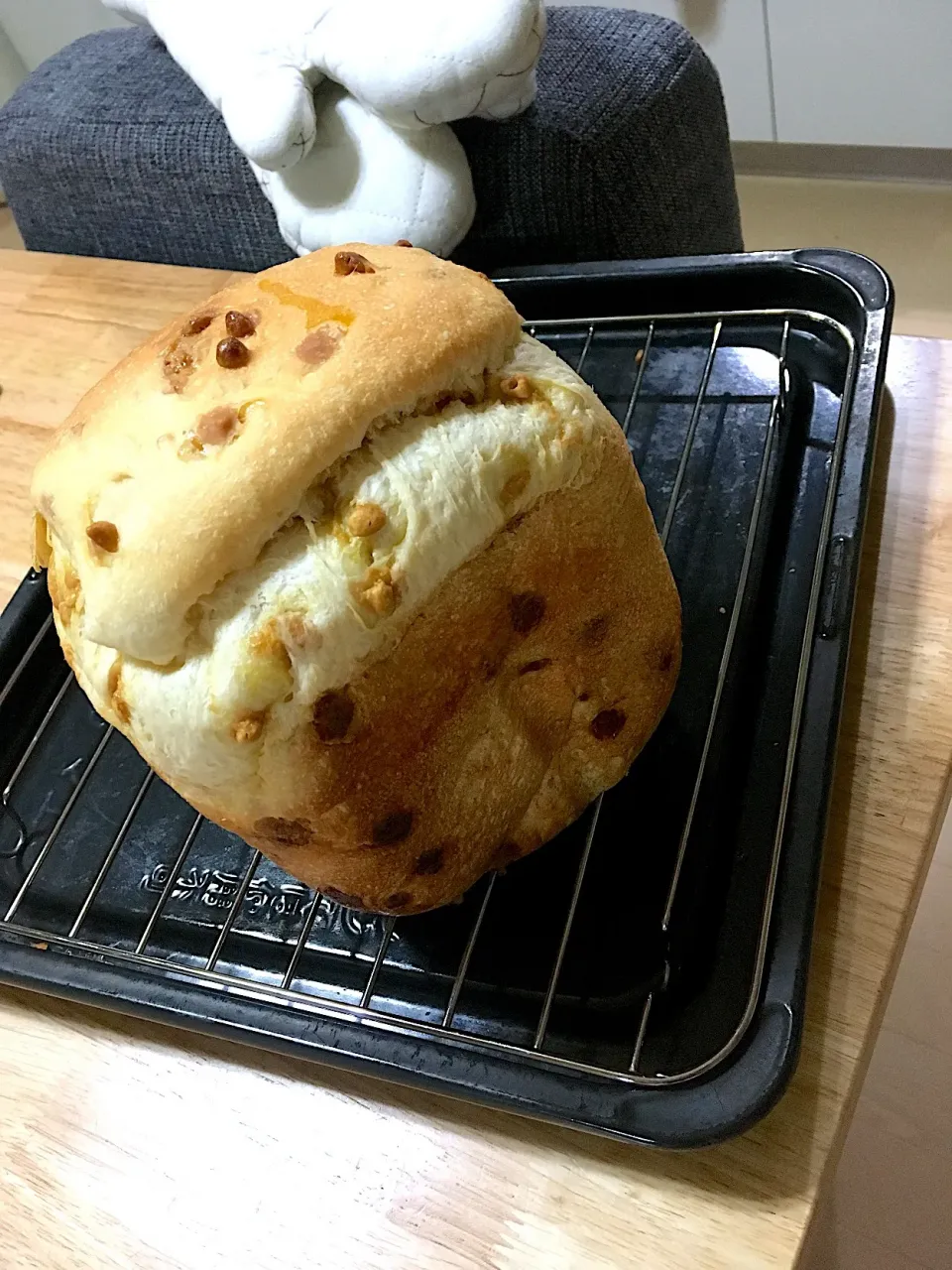 Snapdishの料理写真:キャラメルチョコチップ食パン🍞焼けました〜🎵✨|さくたえさん