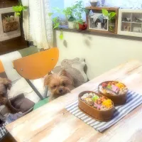 お茶漬けの素で即席豚炒め弁当&うるる&あろま🐶|nana*さん