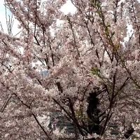 Snapdishの料理写真:桜の|さわたけさん