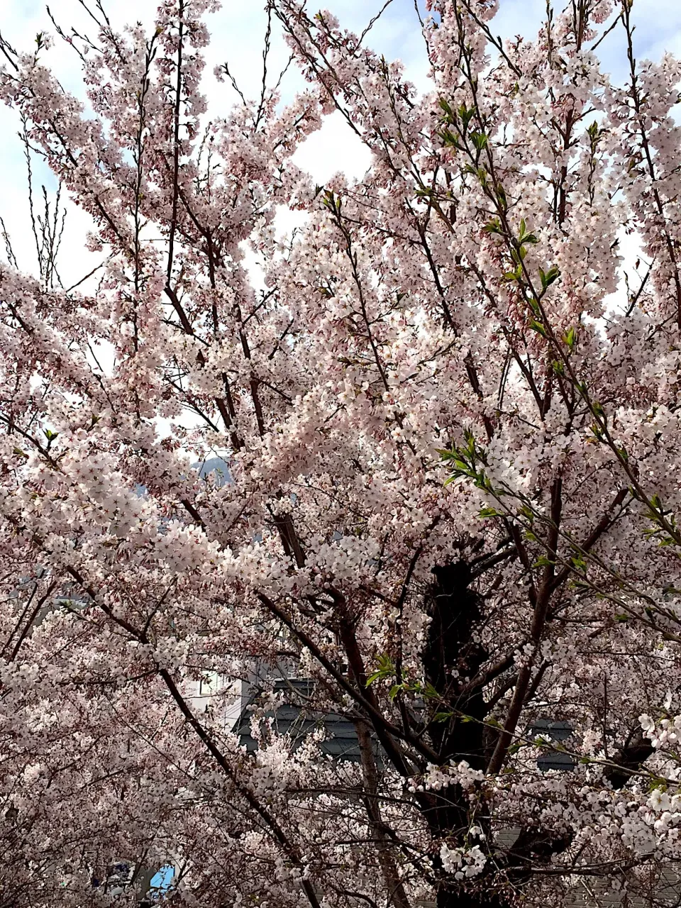 Snapdishの料理写真:桜の|さわたけさん