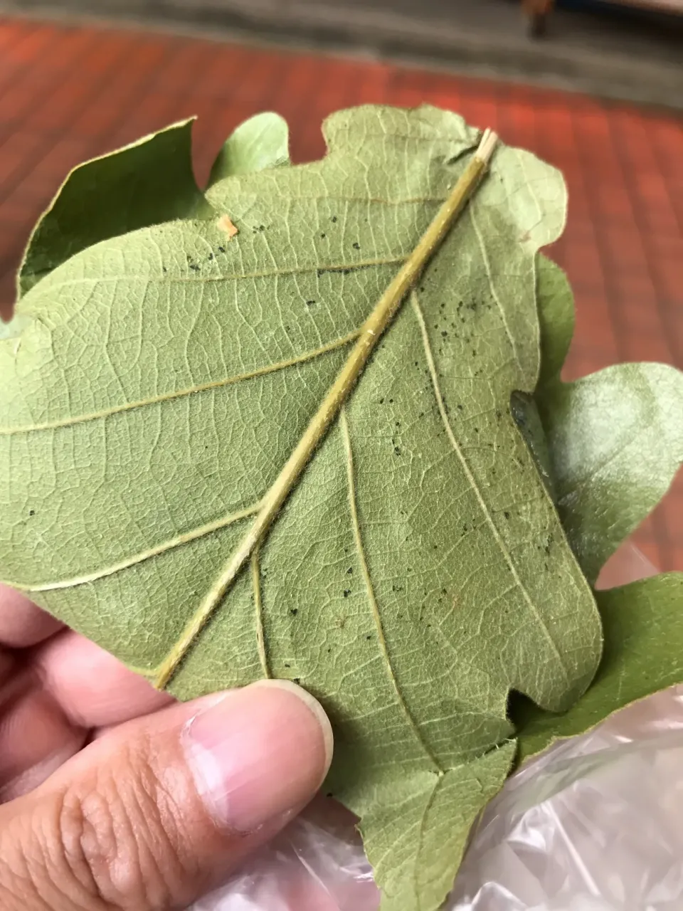 柏餅|手品先輩さん