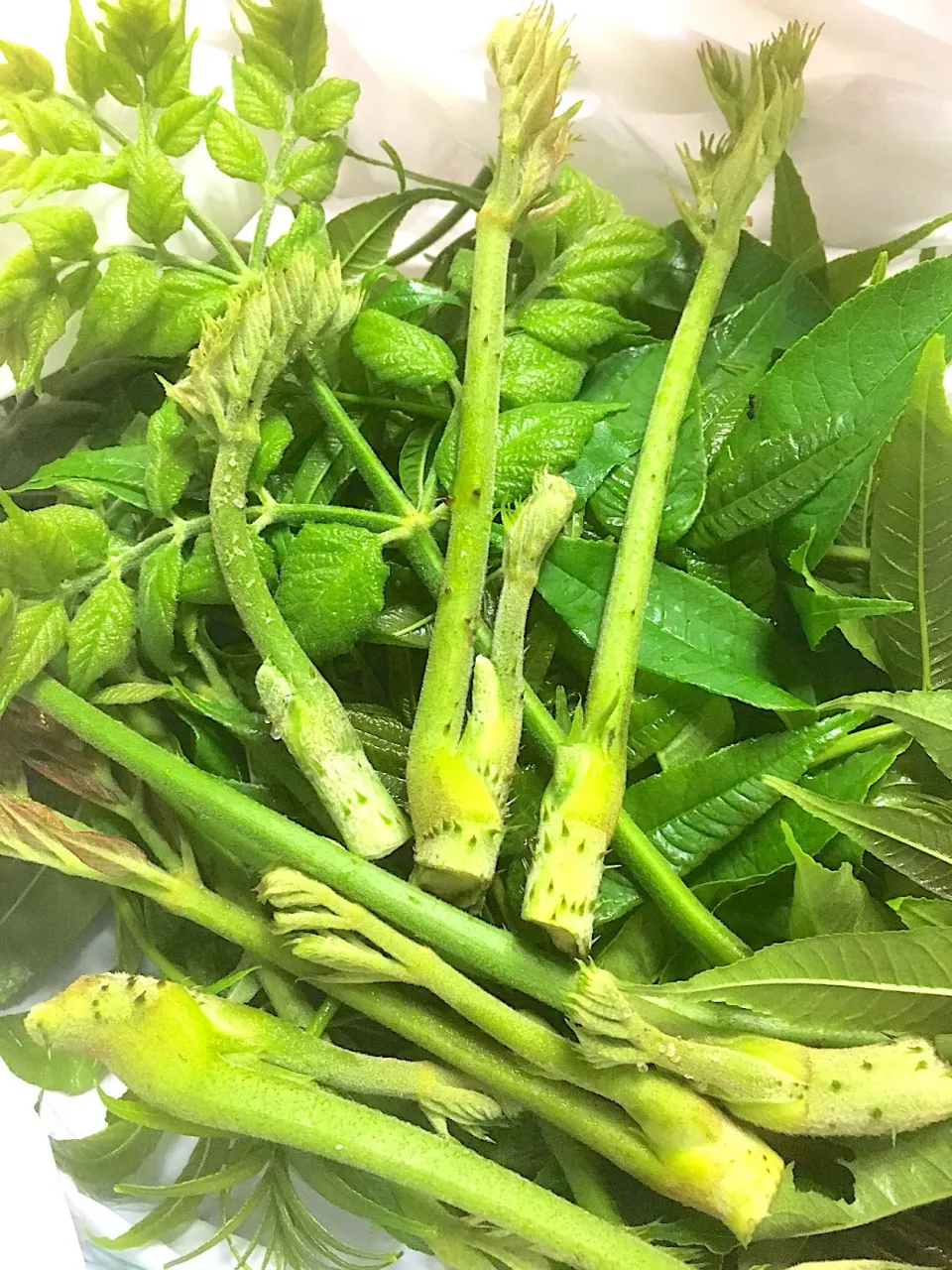 タラの芽🌱収穫しました🎶|パオパオあつこさん