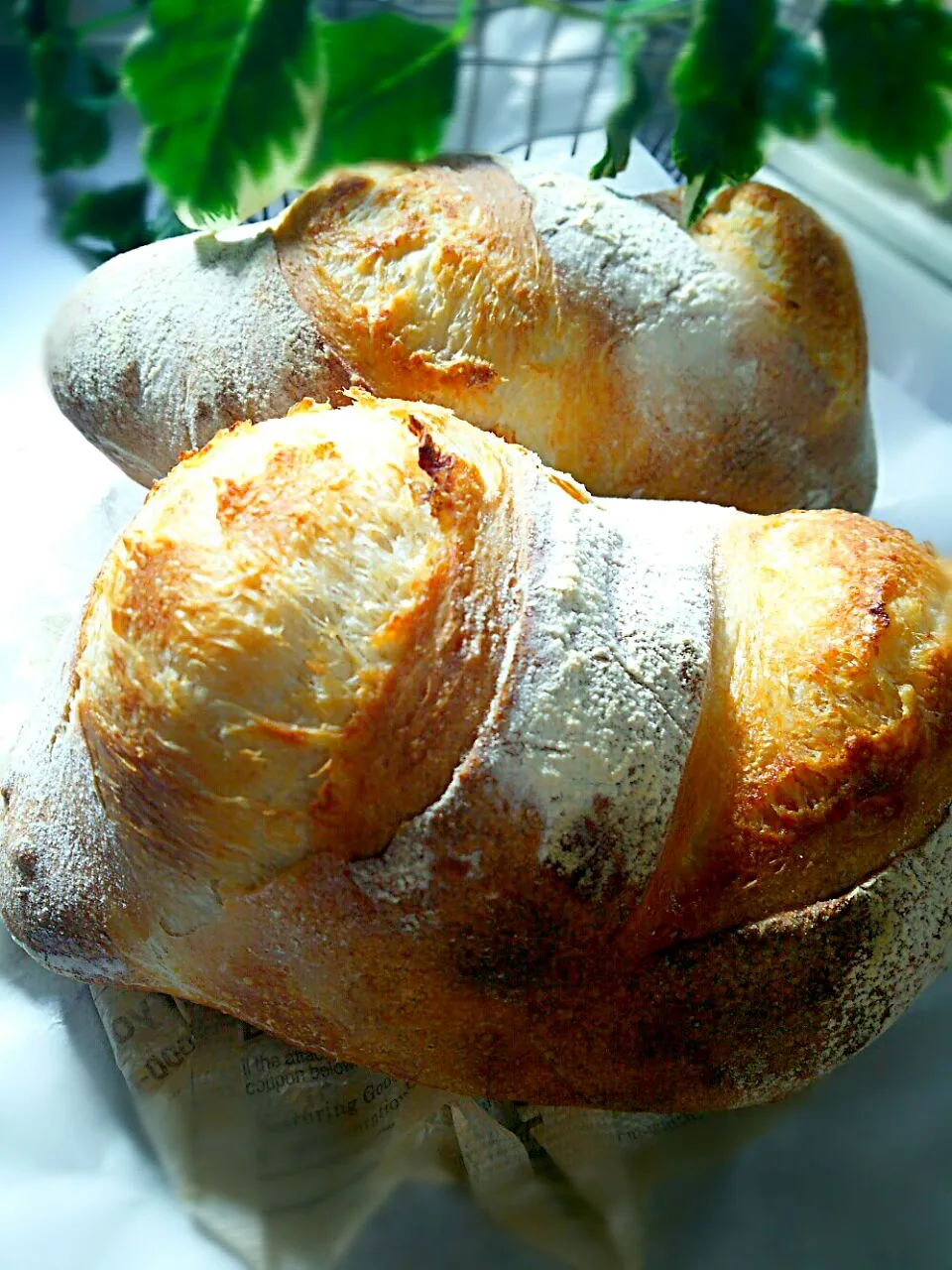 自家製天然酵母 ソフトフランス💕|後藤妙子さん