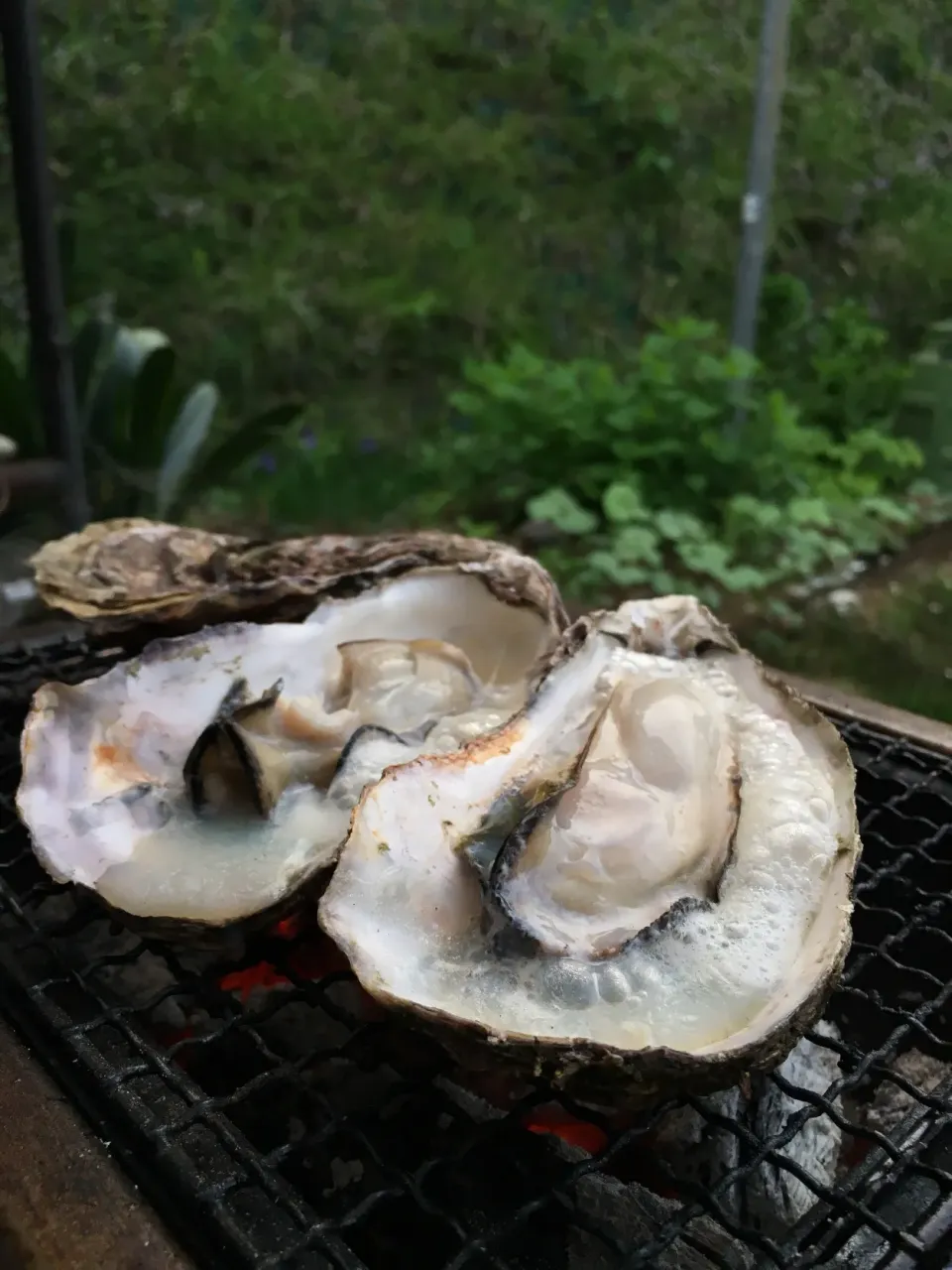 5/3 牡蠣炭火焼き|yoneさん