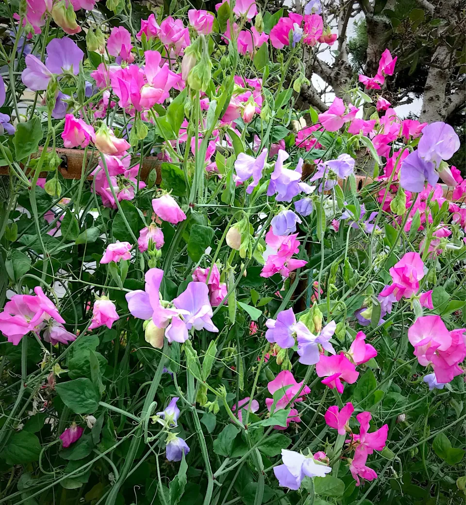 Snapdishの料理写真:絹さやの花💐？これはスイートピー？スイートピーと判明|シュトママさん