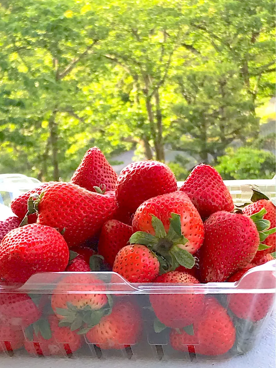 いちごちゃん🍓
もう最後かな⁉️大量買|シュトママさん