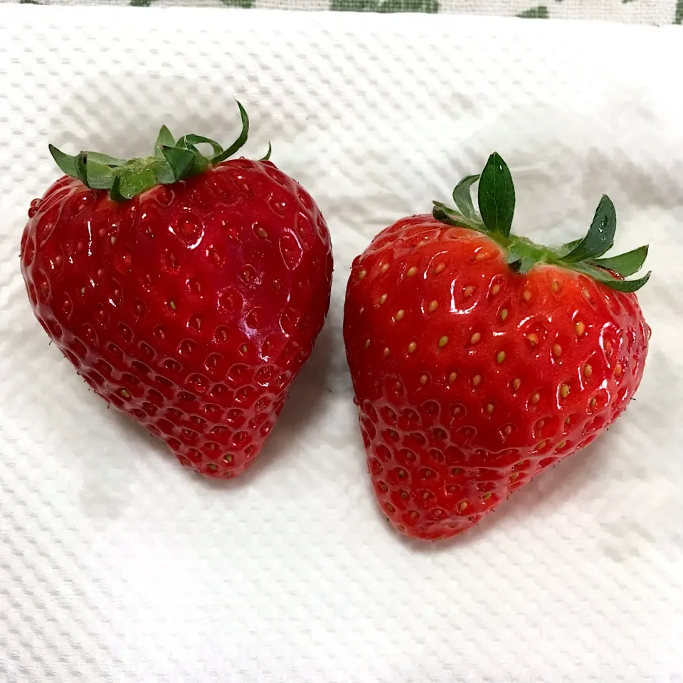 よつぼし🍓|こいちさん