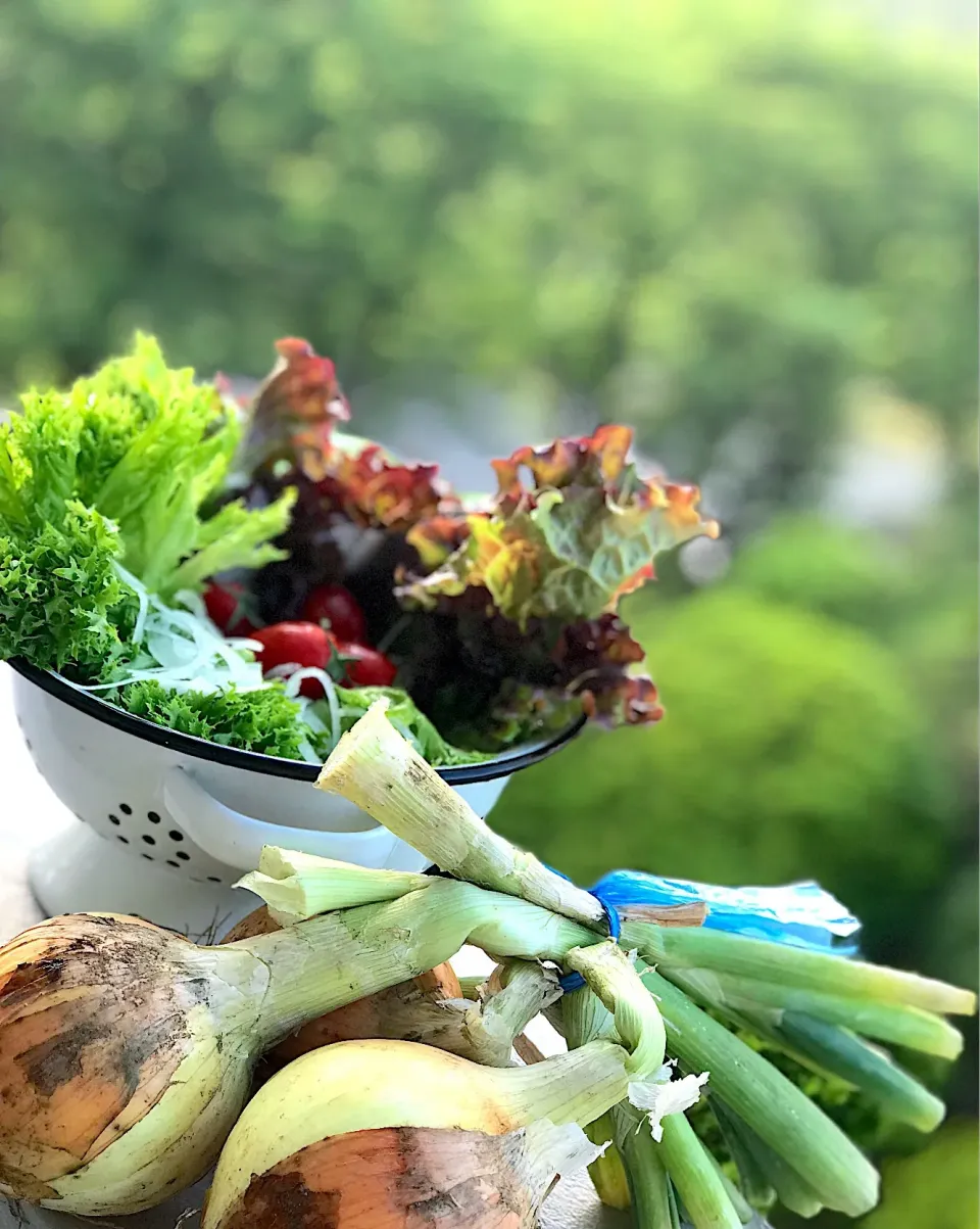 大地の恵み 朝サラダ🥗|シュトママさん