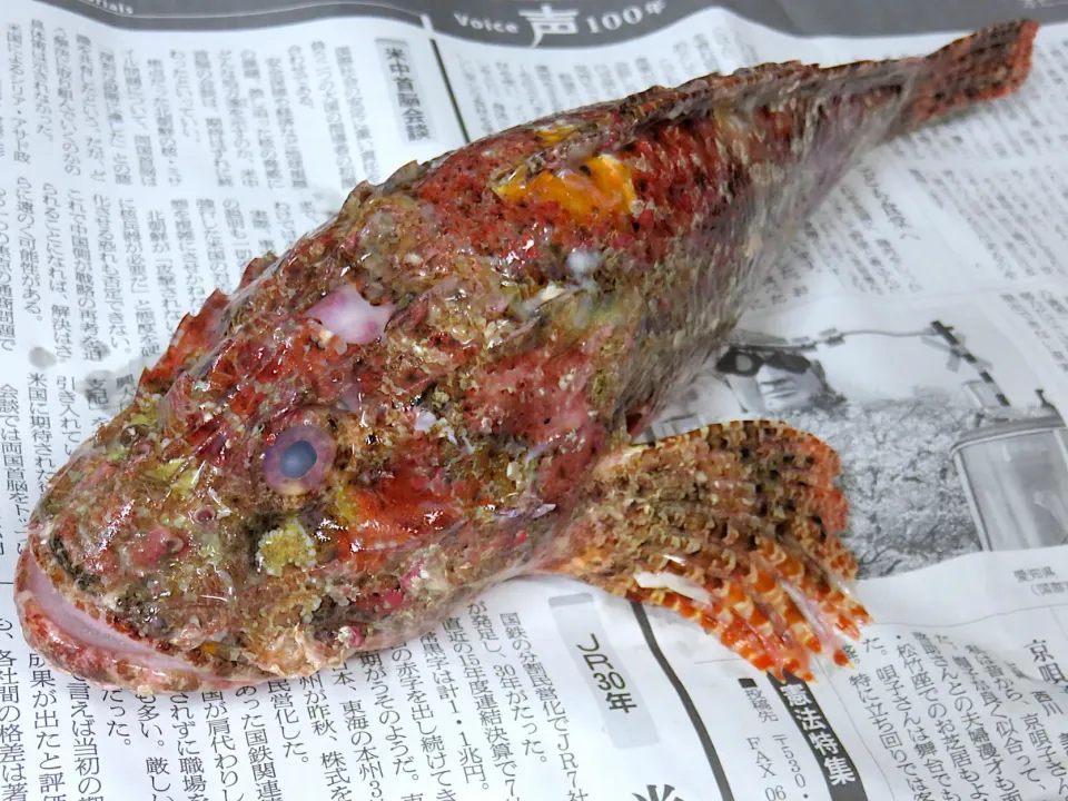 Snapdishの料理写真:24日の虎魚（オコゼ）
「冬はフグ、夏はオコゼ」と言われ、オコゼは大変美味しい魚。
可食部が少ないので、カサゴ類の中でもオニオコゼはとくに高価な魚だといわれています。
見た目が怖いだけではなく、オニオコゼは猛毒とも言われる強い毒を持っているので、背びれには注意が必要です。|akazawa3さん