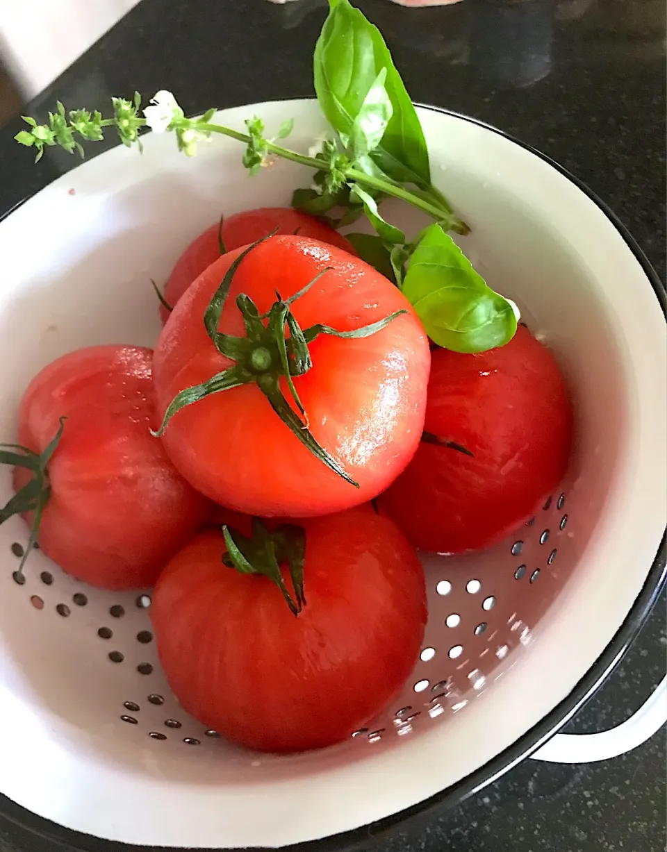 湯むきトマト🍅|シュトママさん