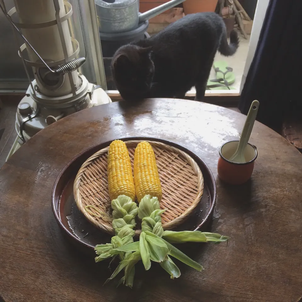 “ 皮ごと茹でもろこし ”|おたんこ食堂  d□~°さん