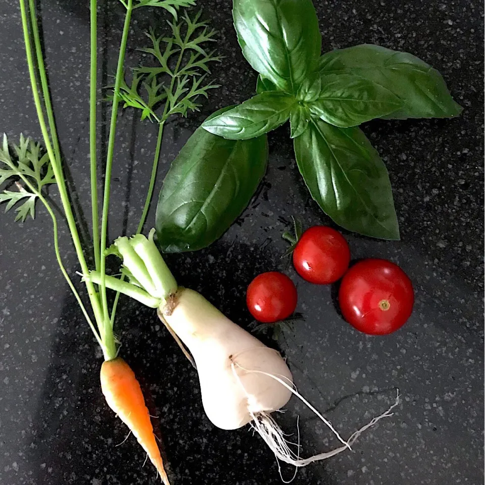 Snapdishの料理写真:ベランダ野菜おろ抜き🥕人参と大根|シュトママさん