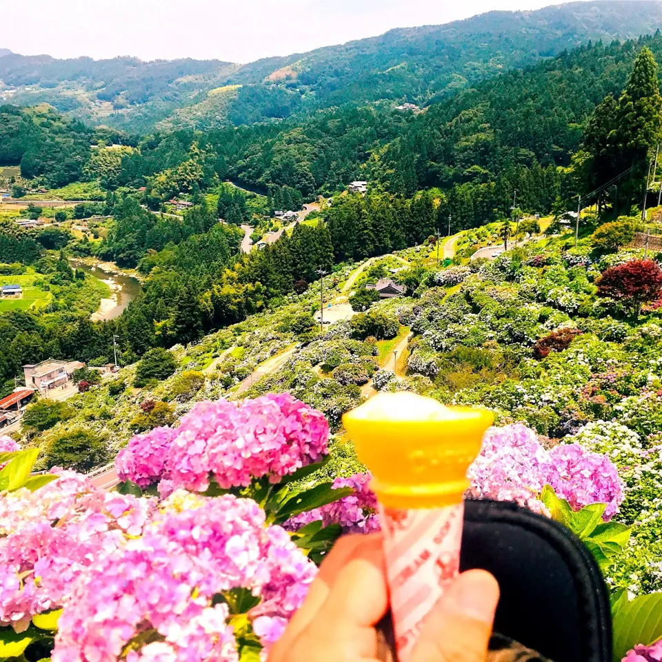 紫陽花をバックにアイスクリン|ち〜おんさん