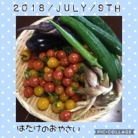 Snapdishの料理写真:今朝の収穫|neoccoさん