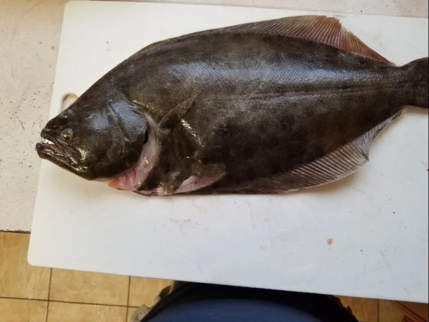 Fluke Family of the Flounder. But much larger and meaty.  Caught this morning. Tonights dinner.|Frank Ortizさん