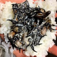 ひじきマヨにぎり