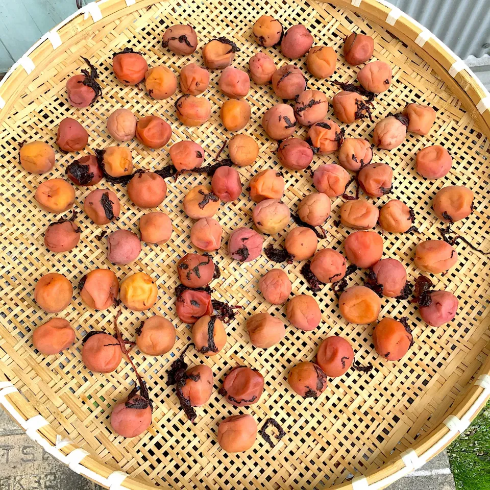 土用干し
 #土用  #梅干し  #梅干  #梅仕事|Yoshinobu Nakagawaさん