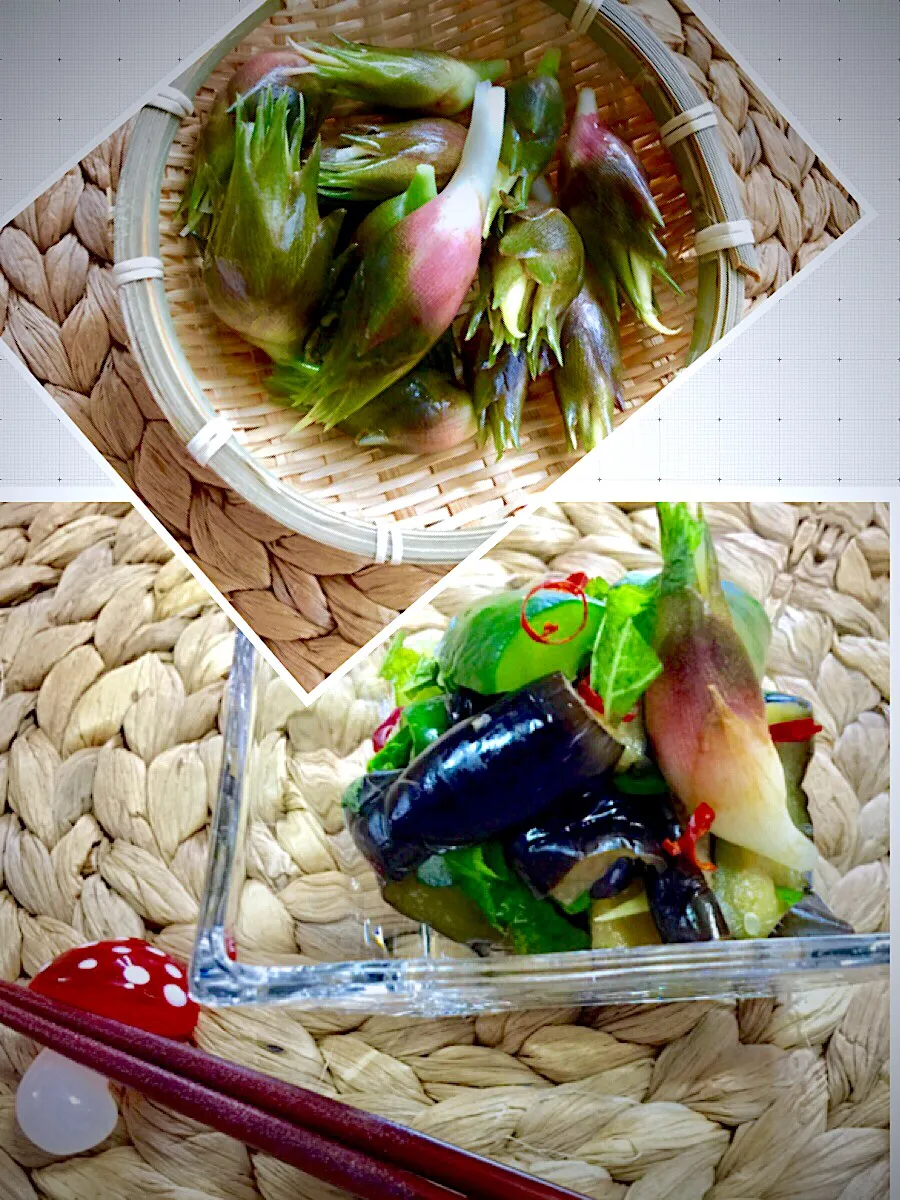 収穫夏野菜を浅漬けにしました|keikoさん