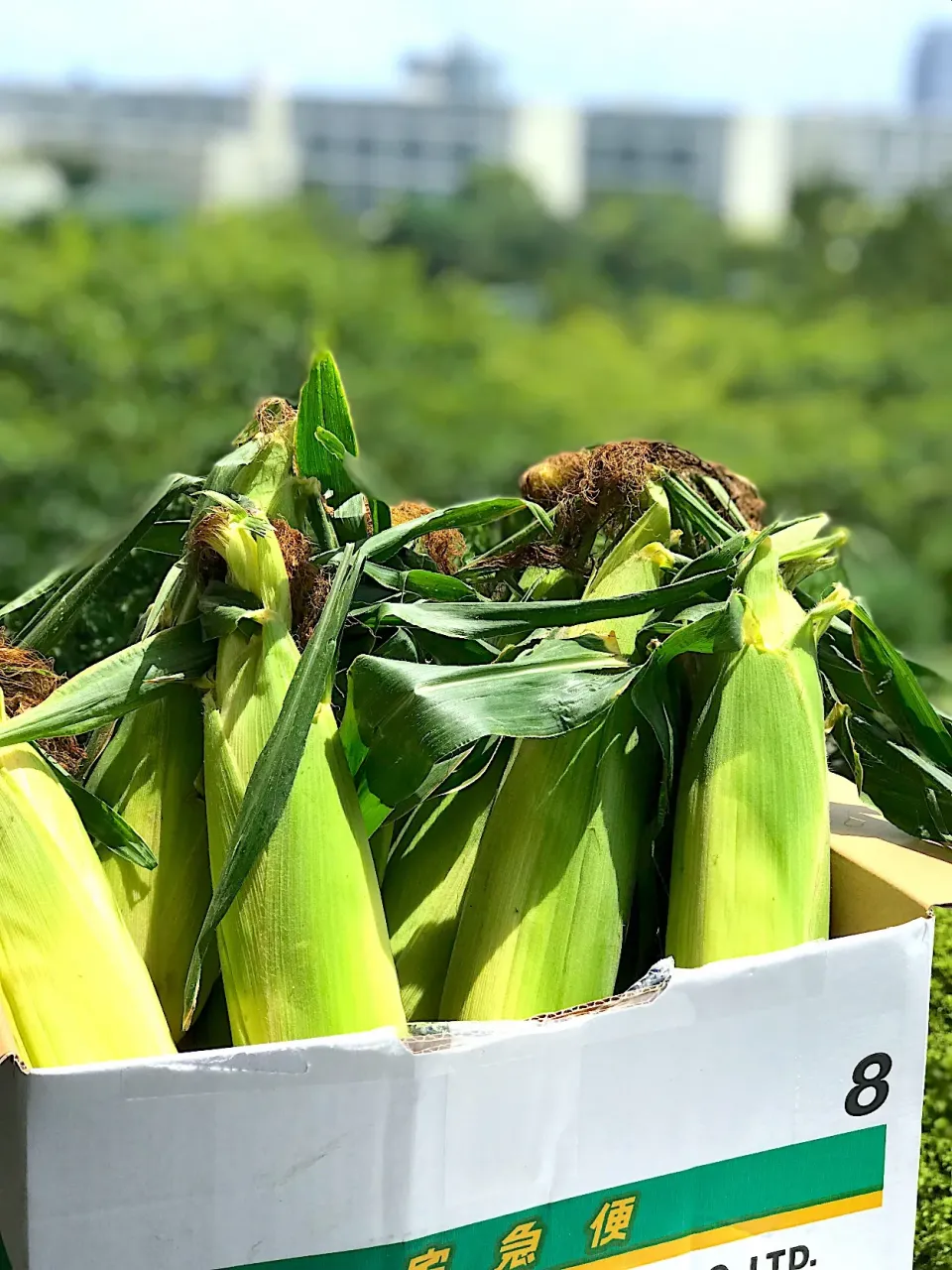 太陽の贈り物☀️🎁 とうもろこし🌽|シュトママさん